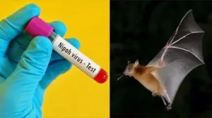 Nipah 2302031220