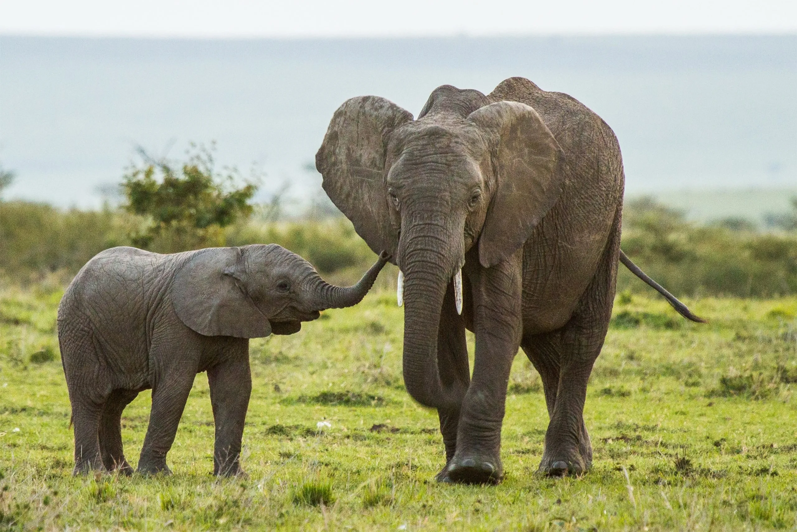 roi elephant 01 scaled