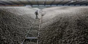 free potatoes across Berlin: জার্মানিতে বিনামূল্যে আলু বিতরণের হিড়িক