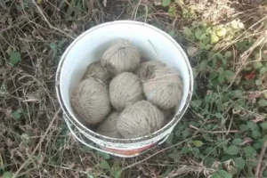 Deganga Bomb Recovery 24 April: দেগঙ্গায় সাতসকালে চরম আতঙ্ক! ISF নেতার দরজায় রাখা তাজা বোমা উদ্ধার ঘিরে তুলকালাম 21 Deganga Bomb Recovery 24 April: দেগঙ্গায় সাতসকালে চরম আতঙ্ক! ISF নেতার দরজায় রাখা তাজা বোমা উদ্ধার ঘিরে তুলকালাম